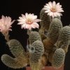 Rebutia_canacruzensis